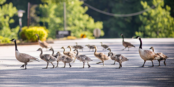 Geese in the road on campus